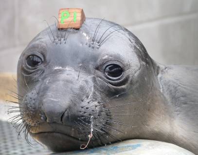 northern elephant seal Luffin