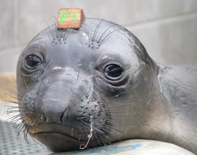 northern elephant seal Luffin