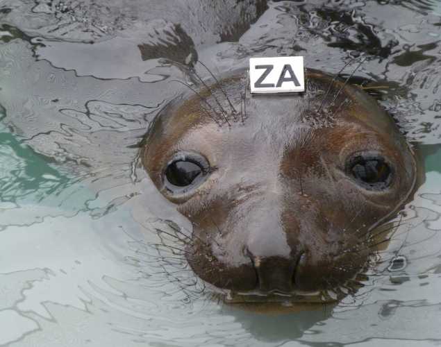 northern elephant seal Songster
