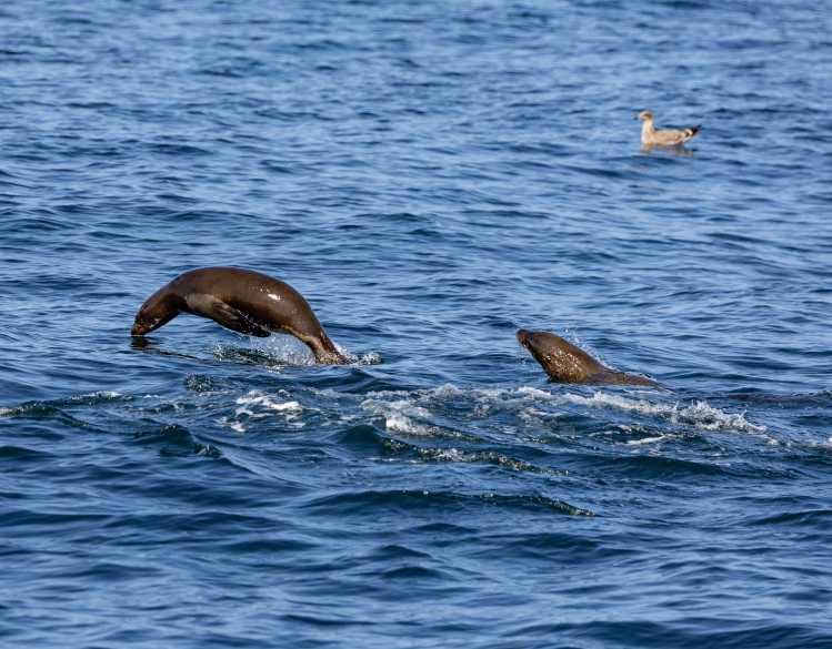Two California sea lions swim fast in the ocean by jumping above the water’s surface.