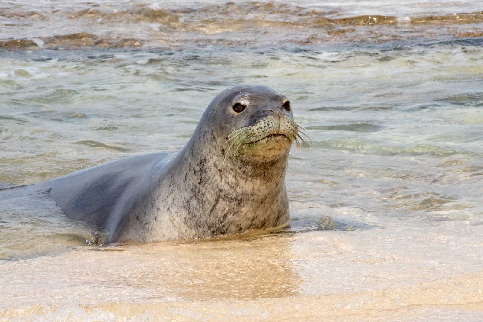 Hawaiian monk seal at the shoreline