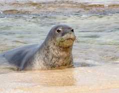 Hawaiian monk seal at the shoreline