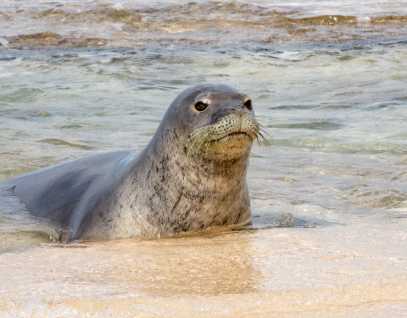 Hawaiian monk seal at the shoreline