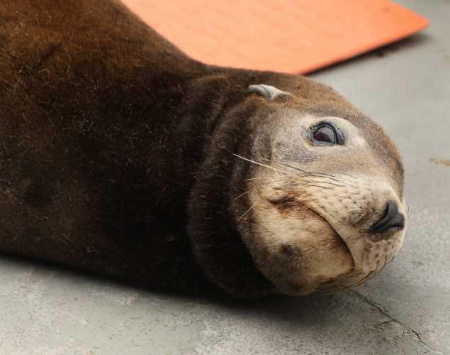 California sea lion Pennrick