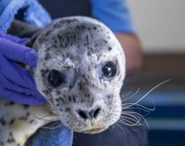 harbor seal Fair