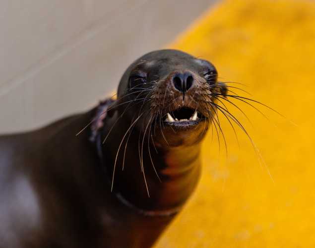 California sea lion Ace