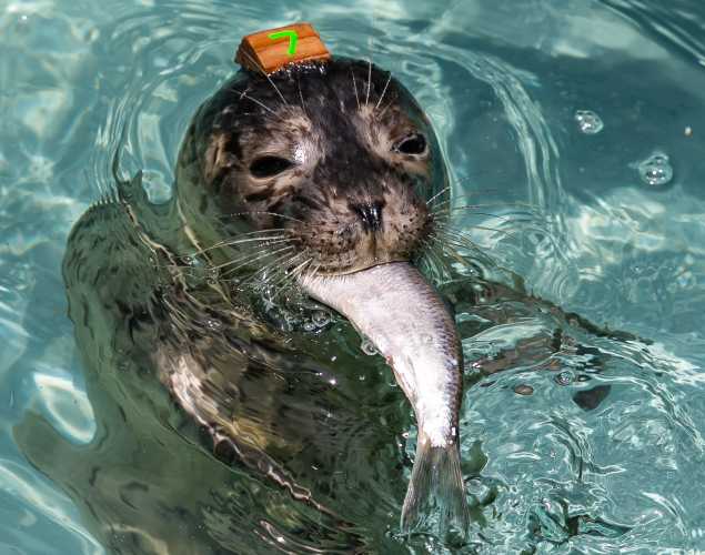 harbor seal Chango