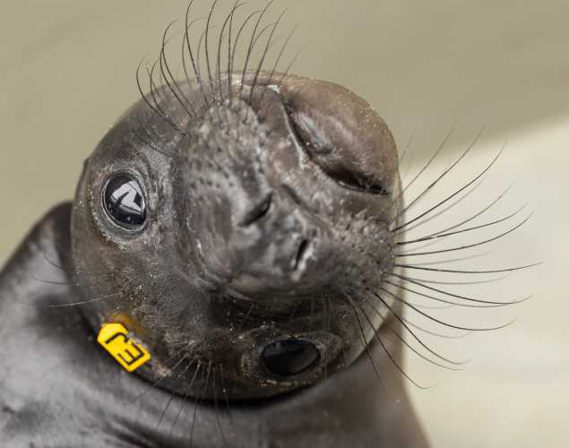 northern elephant seal Elizabeth