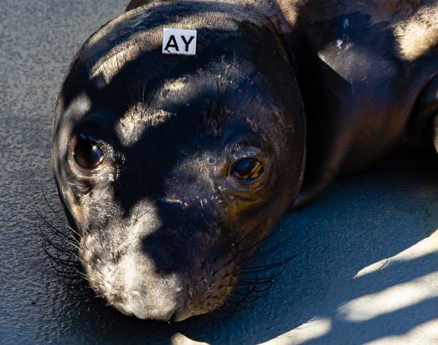 northern elephant seal Vector