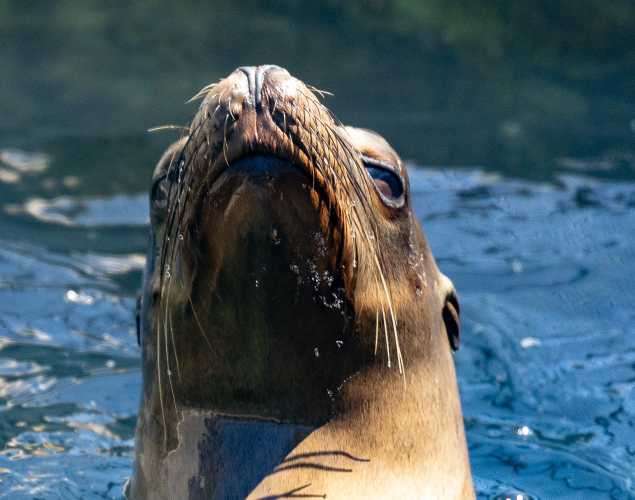 California sea lion Lottie