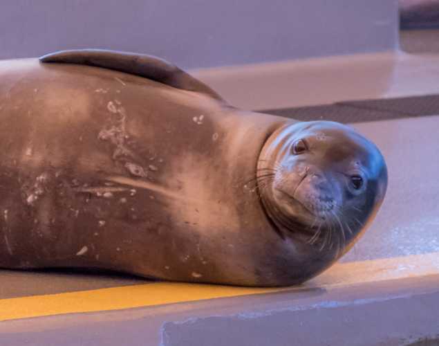 Hawaiian monk seal Puka