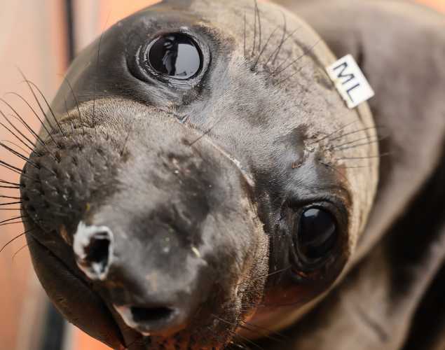 northern elephant seal Bazel