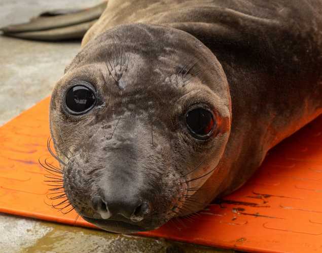 northern elephant seal Halfpint