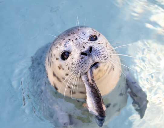 harbor seal crabber learning to eat fish