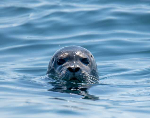 harbor seal with head out of the water