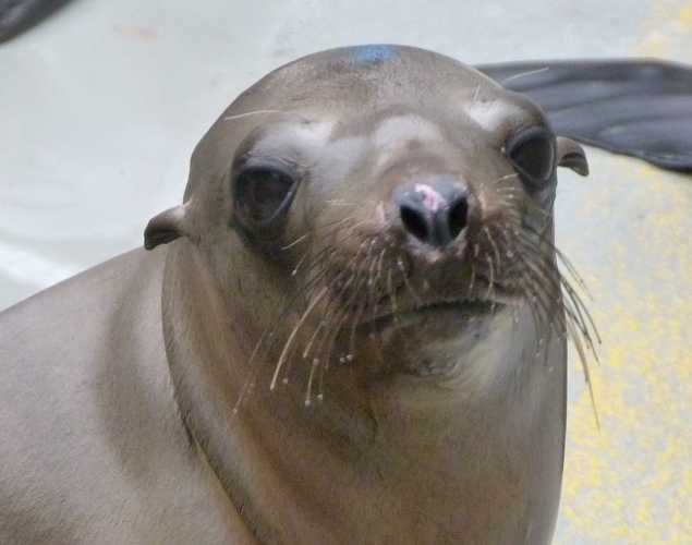California sea lion Siggi