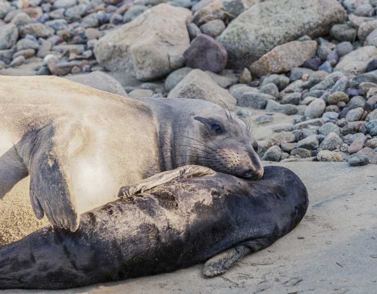 An elephant seal mother and her newborn pup rest close together on an elephant seal rookery at Point Reyes, California.