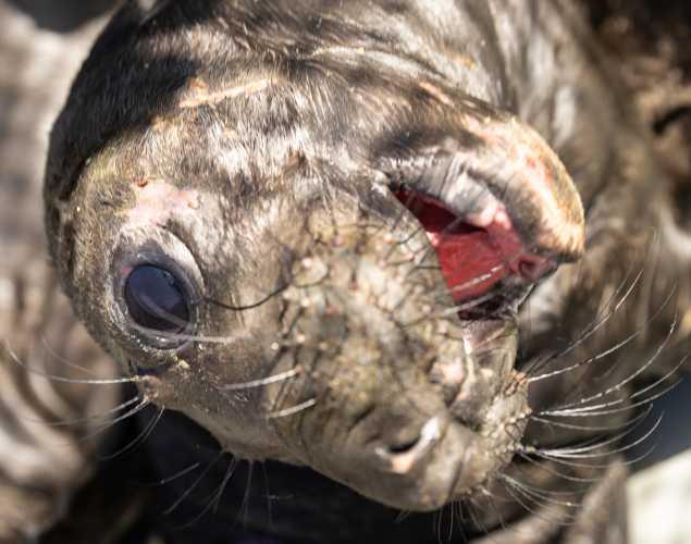 northern elephant seal Chunky