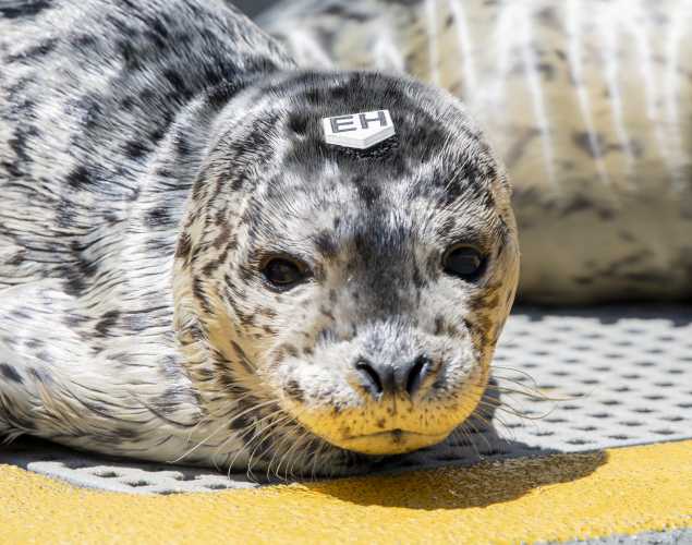 harbor seal Magoo
