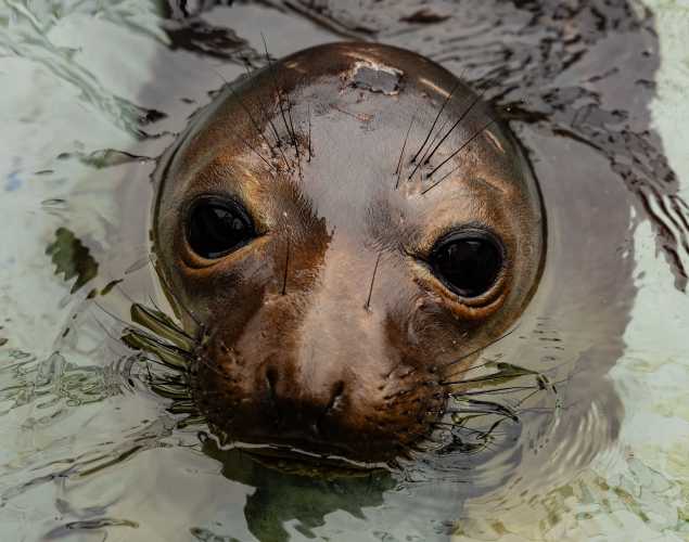 northern elephant seal Ezili