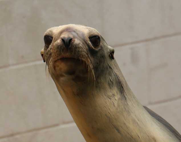 California sea lion Glover