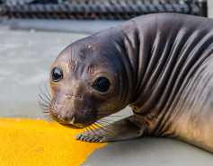 northern elephant seal