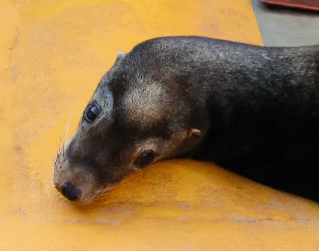 California sea lion Resilience
