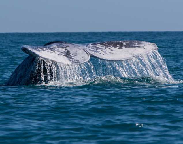 gray whale tail seen above water as animal dives