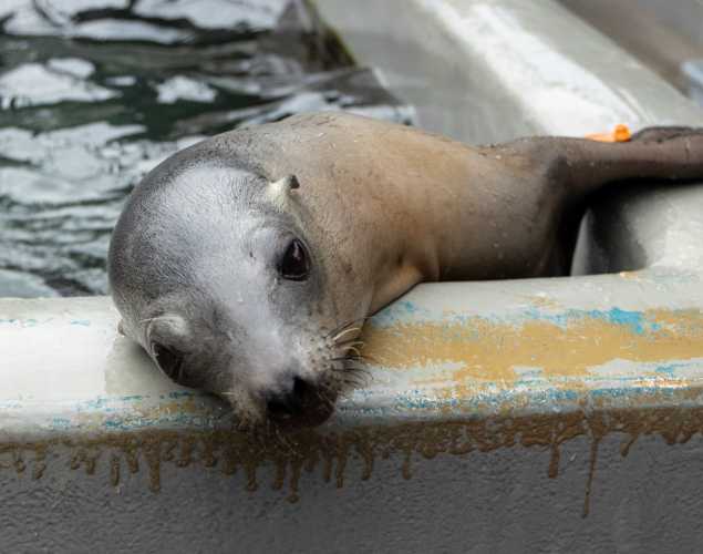 California sea lion
