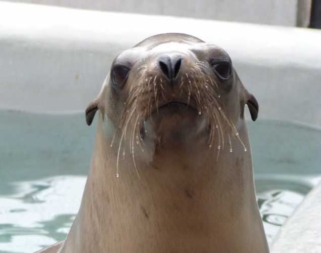 California sea lion Topaz