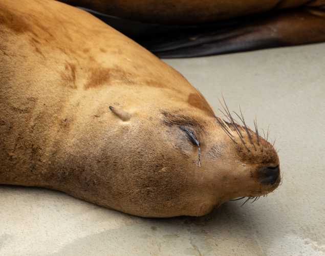 linebacker california sea lion