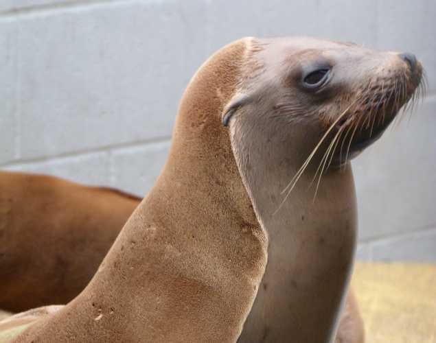 California sea lion Prado