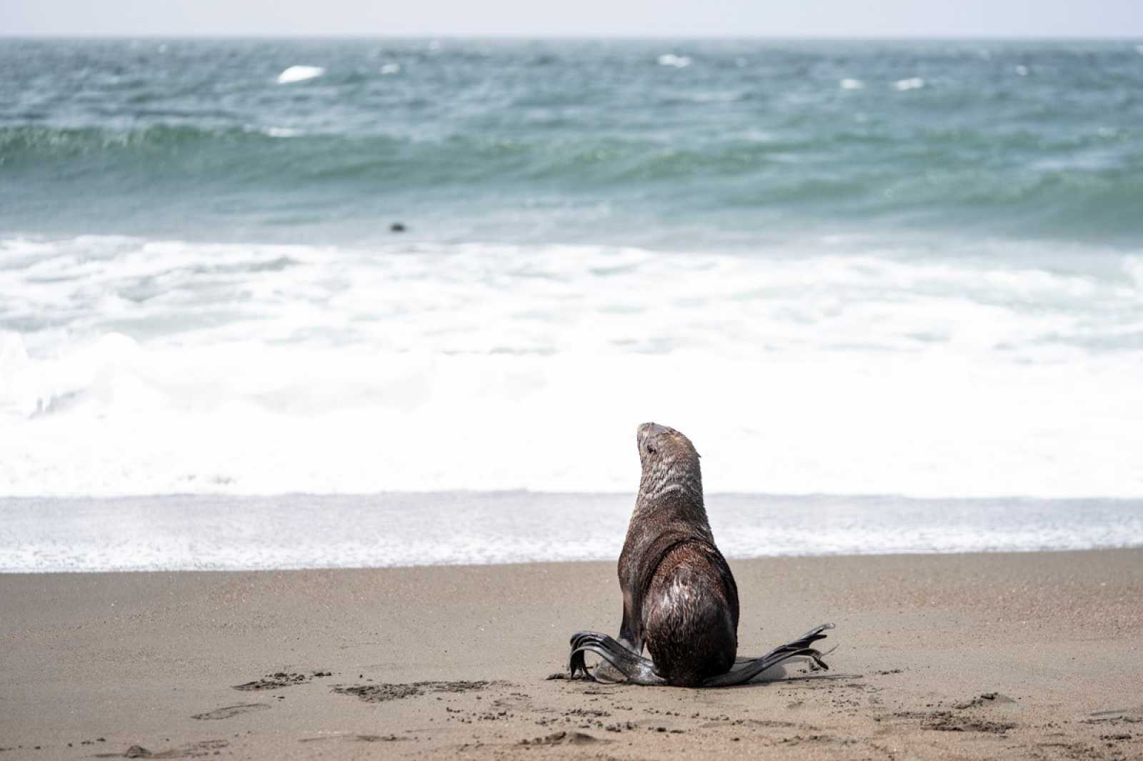 northern fur seal pup looks out at the ocean