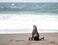 northern fur seal pup looks out at the ocean