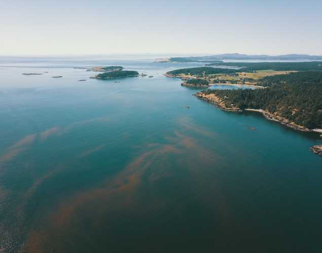 algal bloom off the coast of Washington state