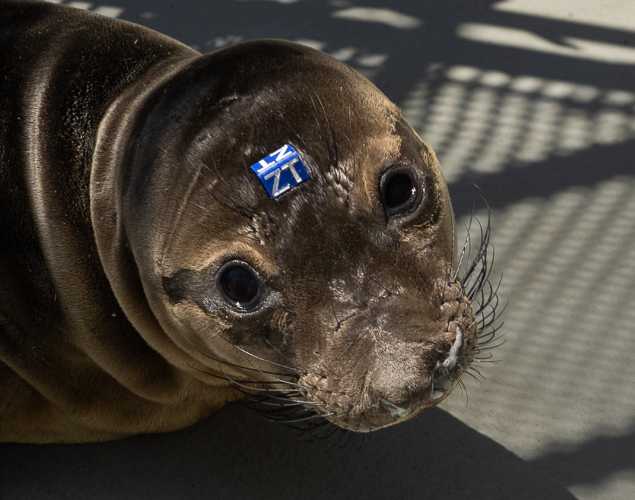 northern elephant seal Goby