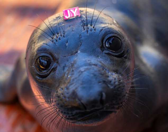 northern elephant seal Stewie