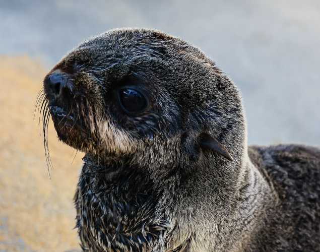 northern fur seal Chirpa