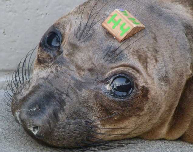 northern elephant seal Wasilla
