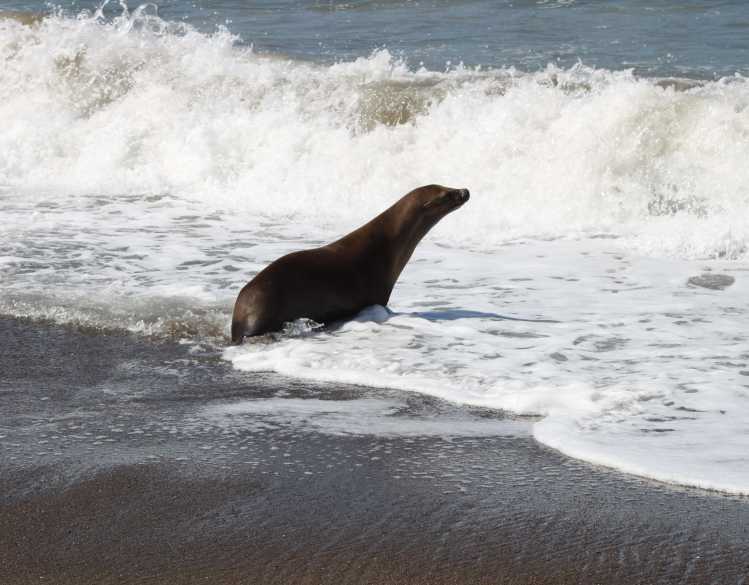 California sea lion Snouty races toward the ocean at the surf line