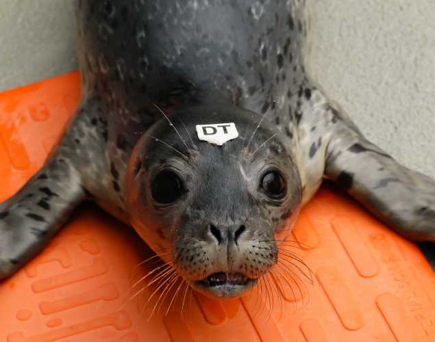 harbor seal Tina