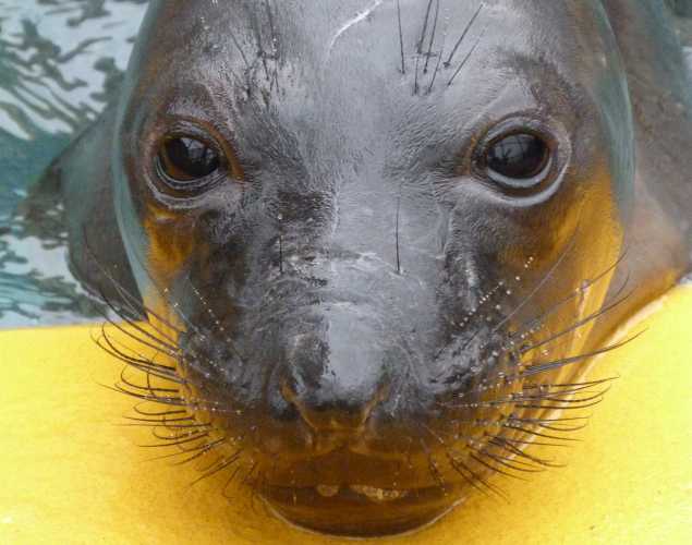 northern elephant seal Libelula