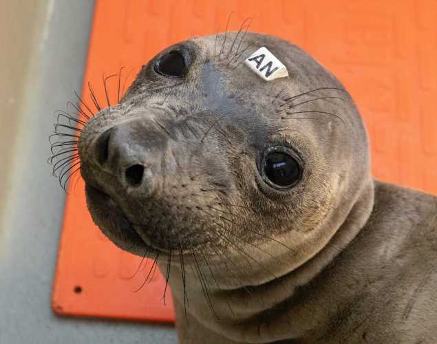 northern elephant seal Wrighty