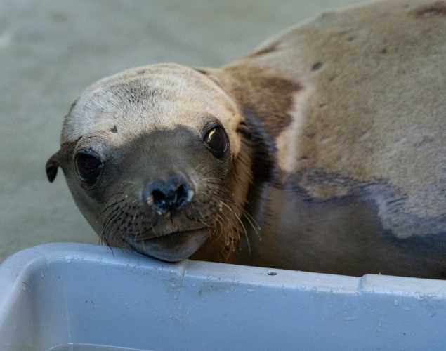 california sea lion boxcar