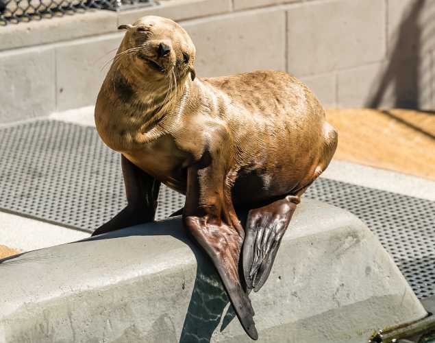California sea lion Lemon