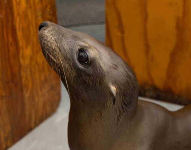 California sea lion Eddy