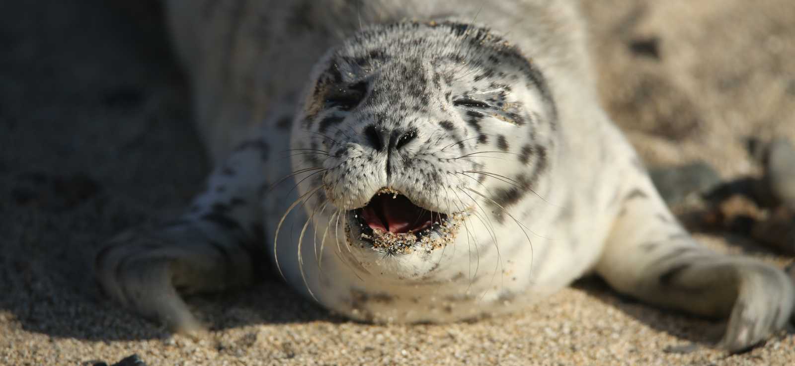 harbor seal pup Heyerdahl on a sandy beach vocalizing
