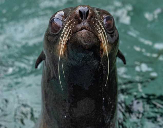 california sea lion pivot