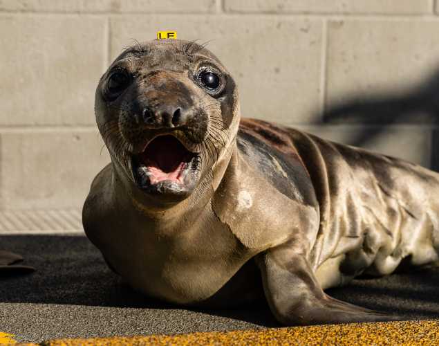 northern elephant seal Emerald
