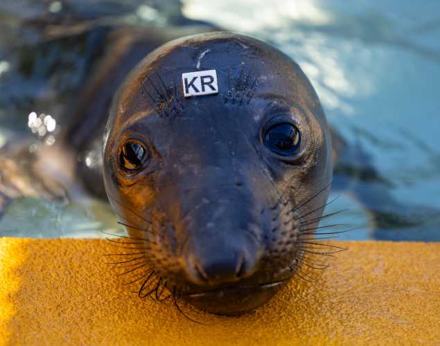 northern elephant seal Kalokairi